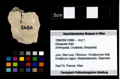 Foto (Objekt + Etikett) von Decapoda indet.  (NHMW-GEO-1990-0041-2680)